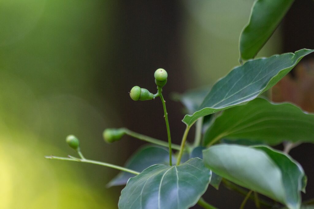 Camphor Tree